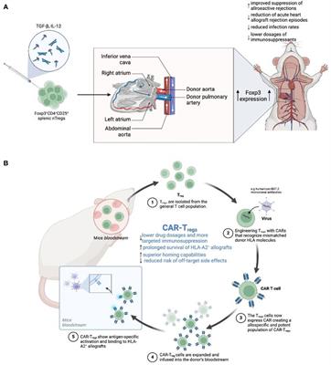 Immune modulation in transplant medicine: a comprehensive review of cell therapy applications and future directions